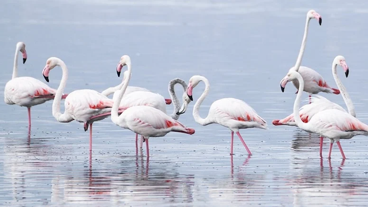 İzmit Körfezi’nde flamingo şöleni