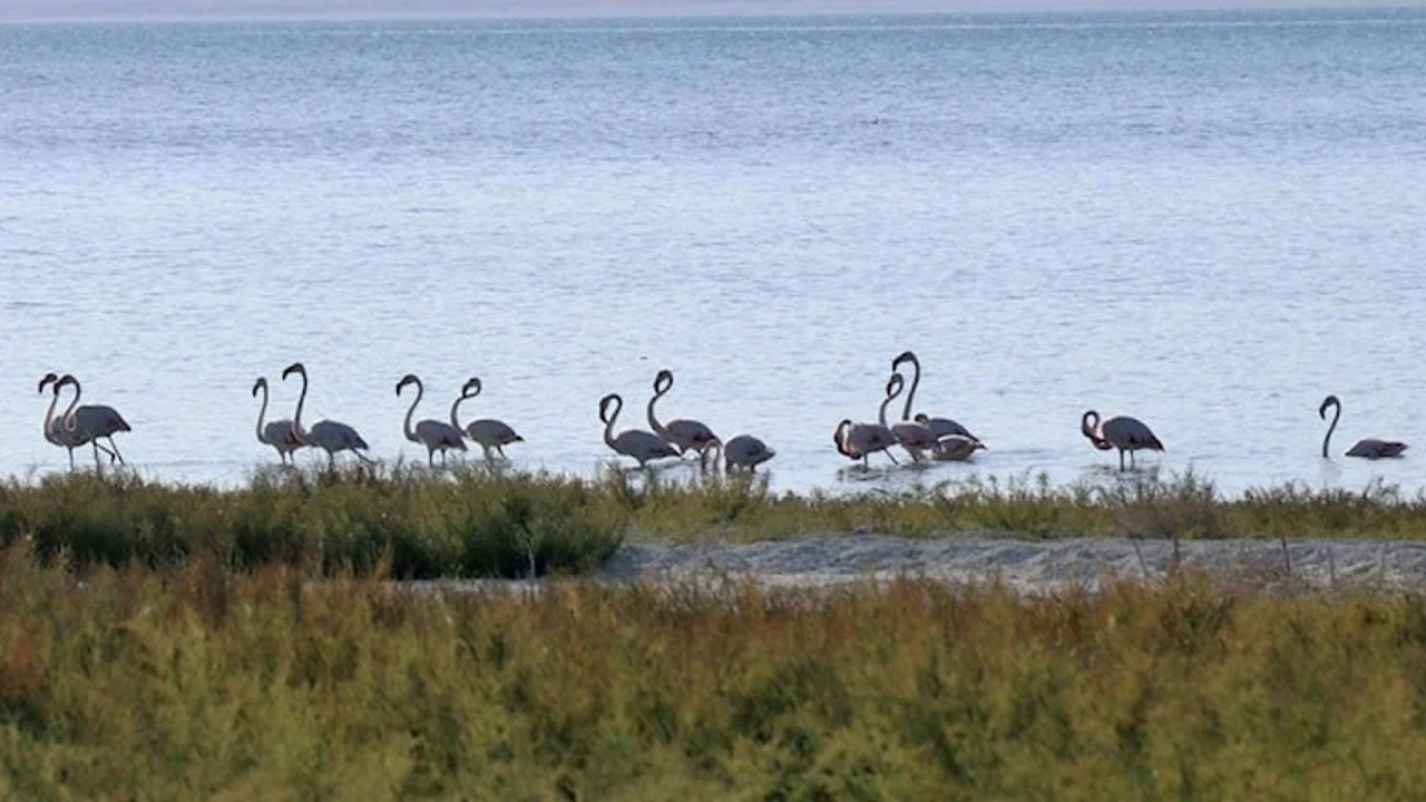 Burdur Gölü’nde flamingolar görsel şölen sunuyor
