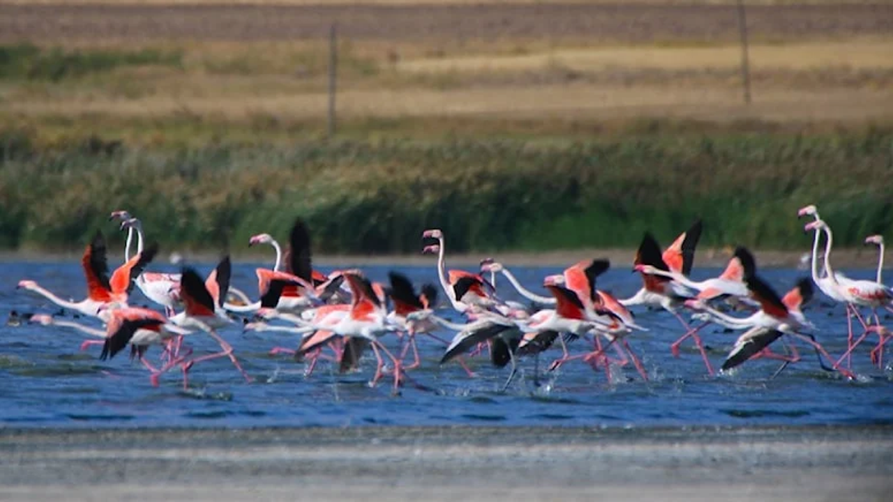 Göç yolculuğundaki flamingoların uğrak yeri Erçek Gölü