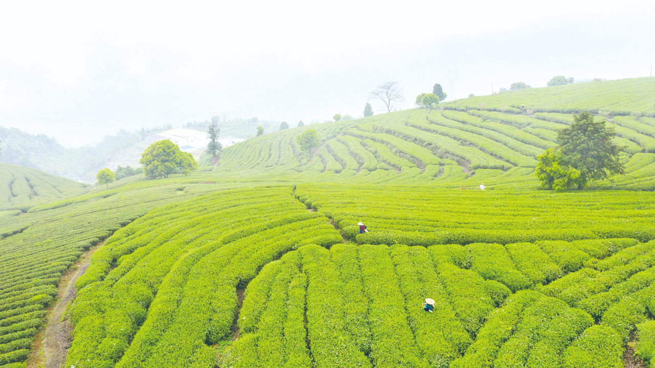 Çay ihracatı yüzde 22 arttı