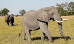 Fillerle ilgili şaşırtan araştırma: Cinsiyete göre selamlaşma