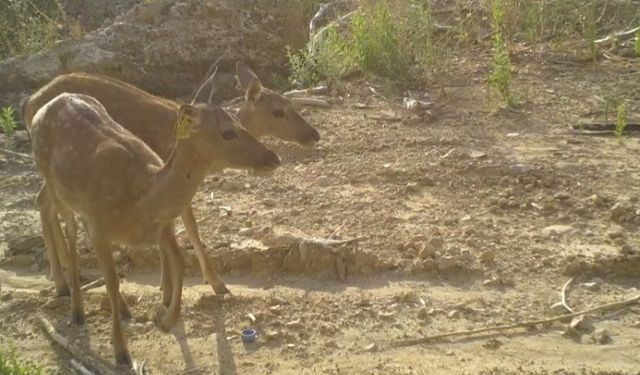 Manavgat yangınından kurtulan alageyikler geri döndü