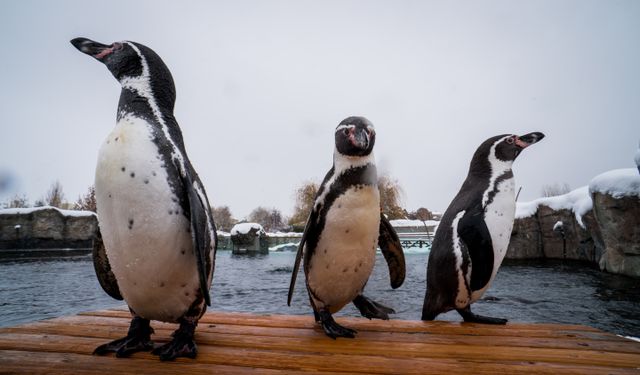 İklim krizi nedeniyle imparator penguenlerin yüzde 90’ı yok olacak