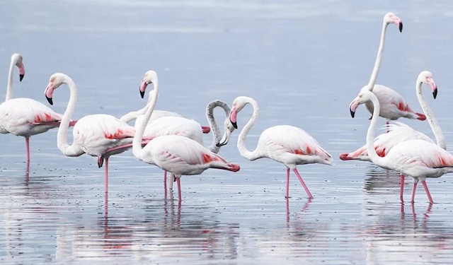 İzmit Körfezi’nde flamingo şöleni