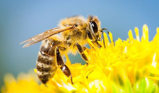 Arı alerjisine karşı tedbiri elden bırakmayın