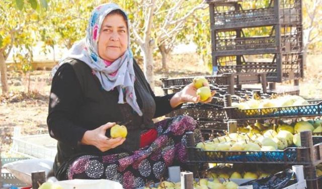 Bu armudu görenler hayrete düşüyor: 700 gram ağırlığında