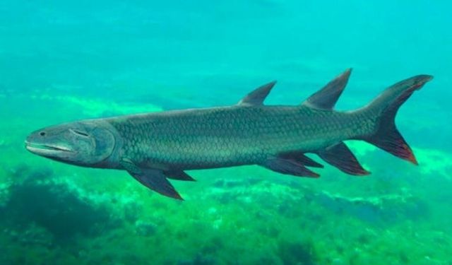 380 milyon yıl önce yaşamış 4 bacaklı balık bulundu