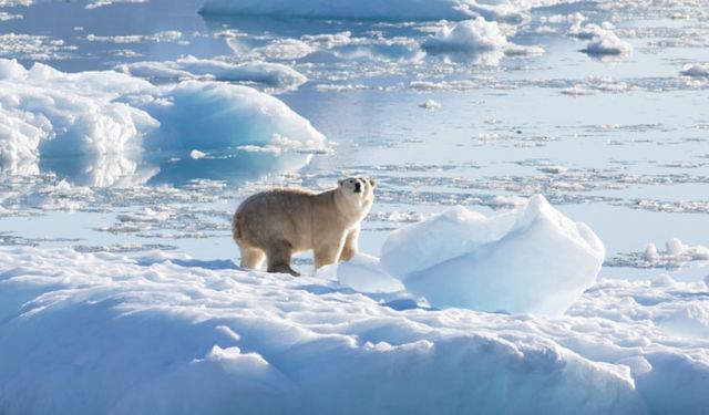 Kutup ayıları aç kaldı... İklim değişikliğine adapte olamadılar
