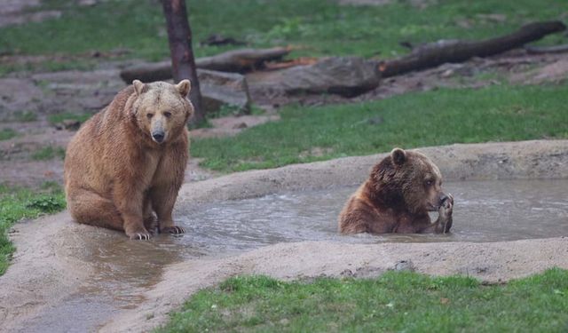 Küresel ısınma ayılara kış uykusunu unutturdu