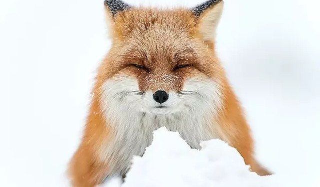 Kızıl tilkilerin kar altındaki avlanma sırrı: Hassas kulaklar
