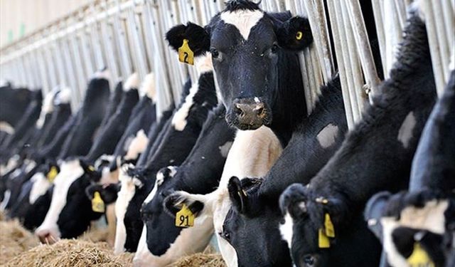 Besici: Süt üreticisi para kazanamazsa hayvan kesimleri artar