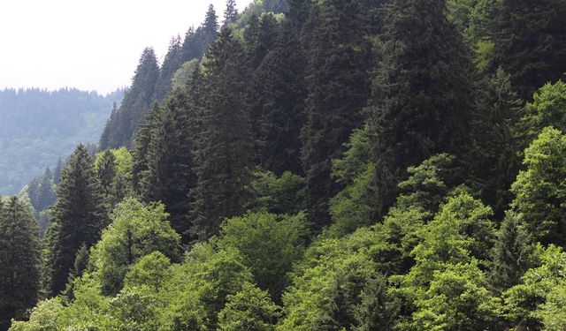 İzmir'de 26 bölgedeki ormanlık alanlara giriş 31 Ekim'e kadar yasaklandı