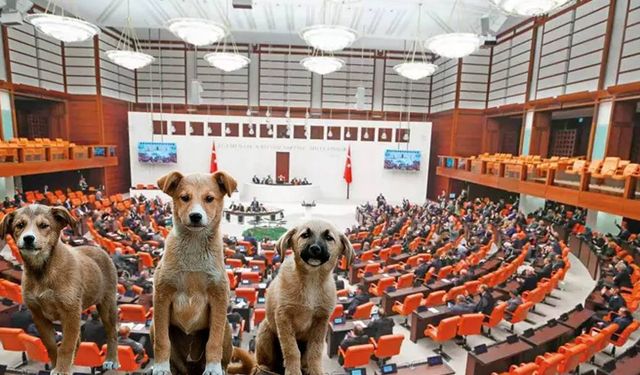 Sokak hayvanlarına yönelik kanun teklifi TBMM'de | AKP Grup Başkanı Güler açıkladı: Ötanazi imkânı tanıyoruz